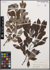 Foto von Salix cinerea L.